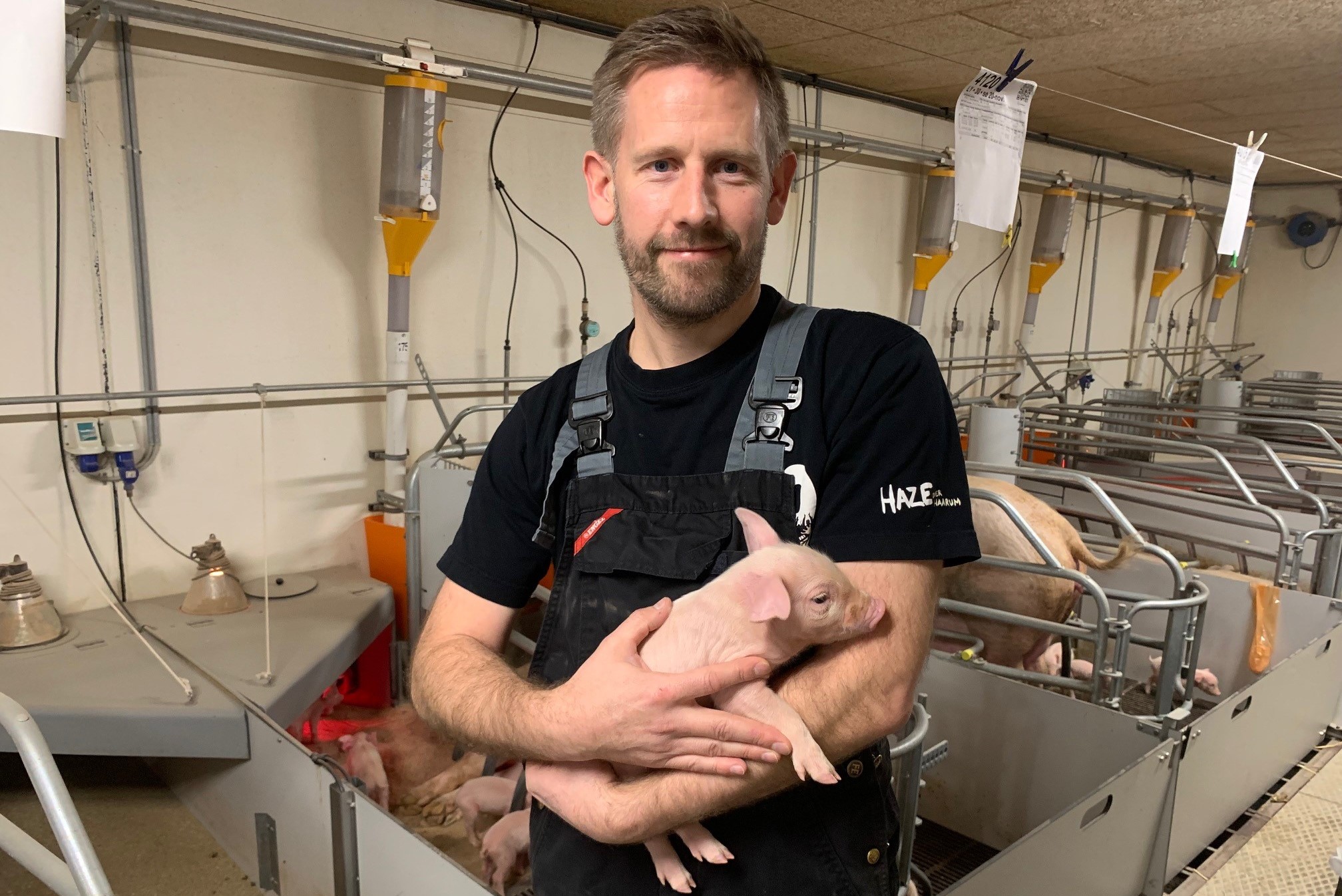 More pigs and easier management after switch