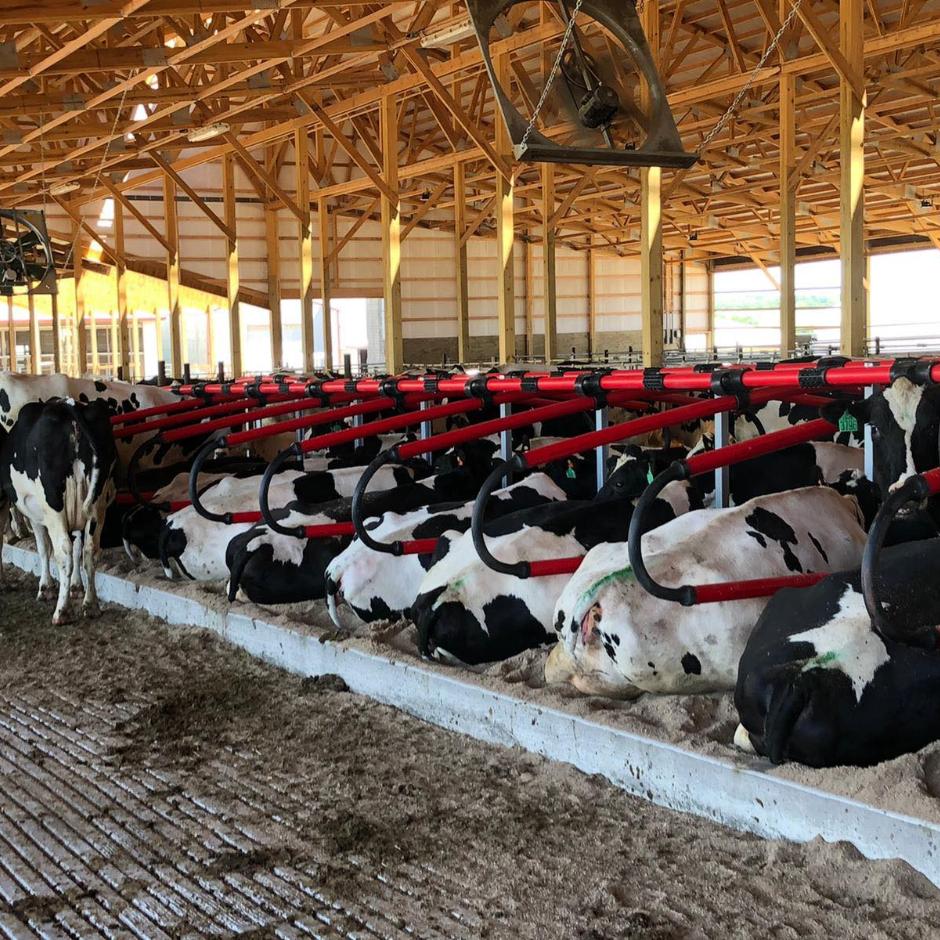 Cow Cubicles