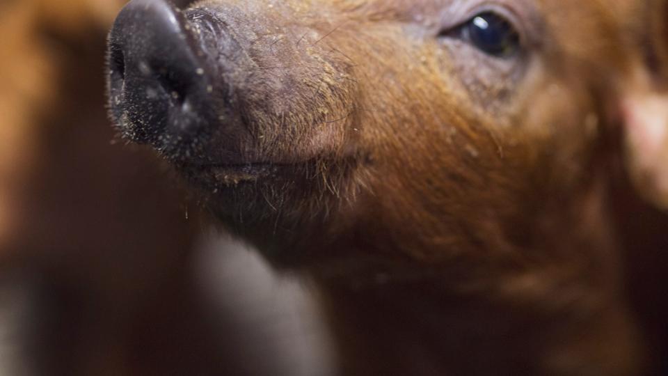 Beyond “Extreme Breeding”: The Future of Danish Pig Production Is Already Here