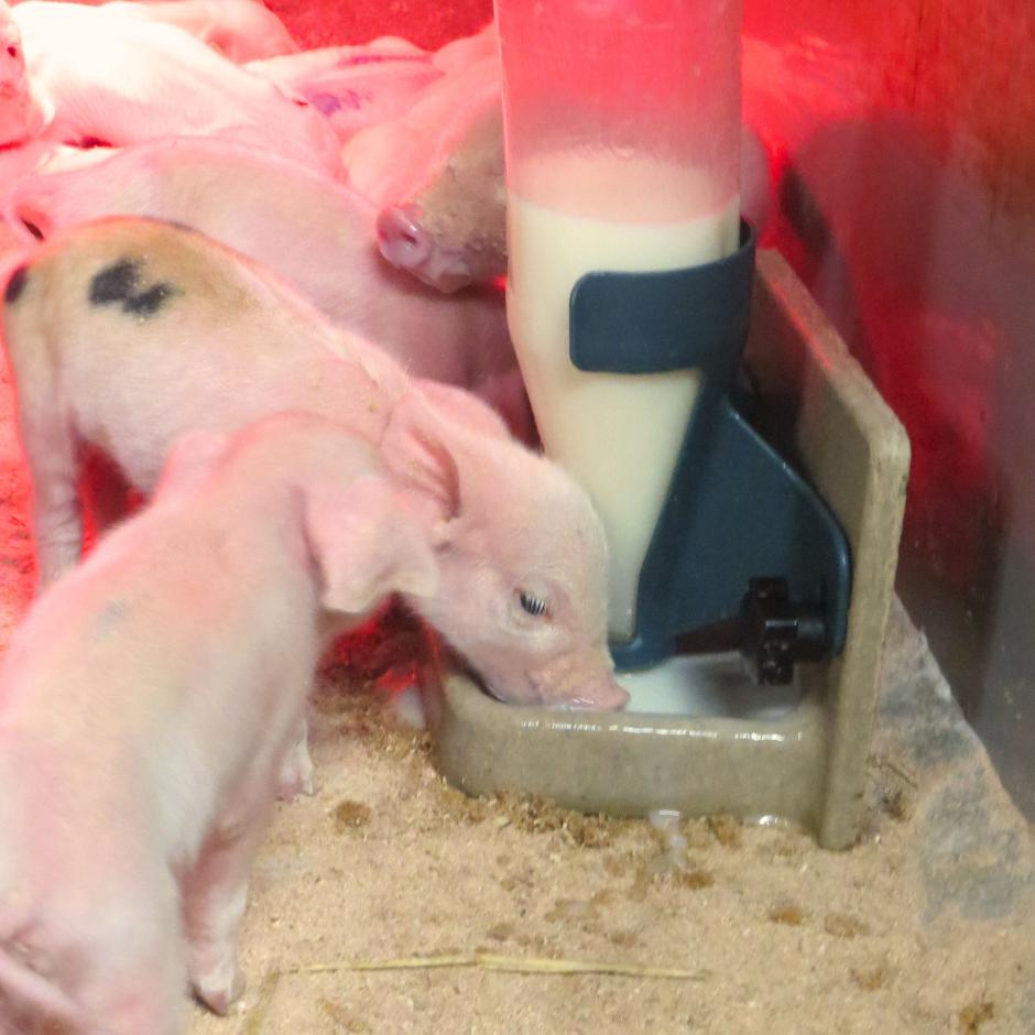 Pig-LET Starter
