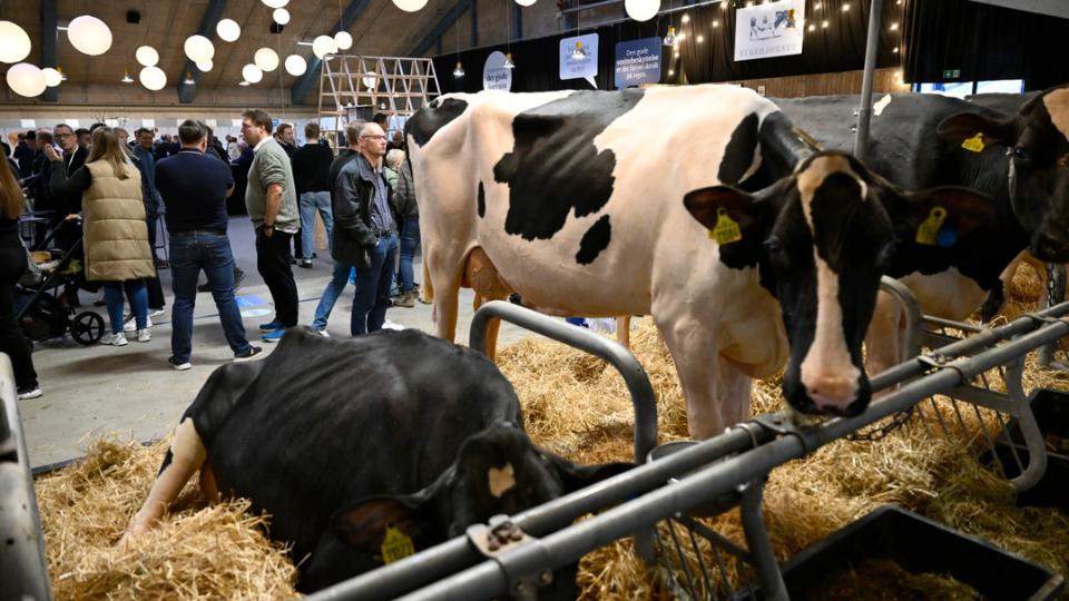 Dairy cattle take centre stage at Agromek 2026