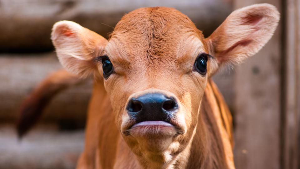 In-house feed production for 1,400 cows – with less work and greater precision