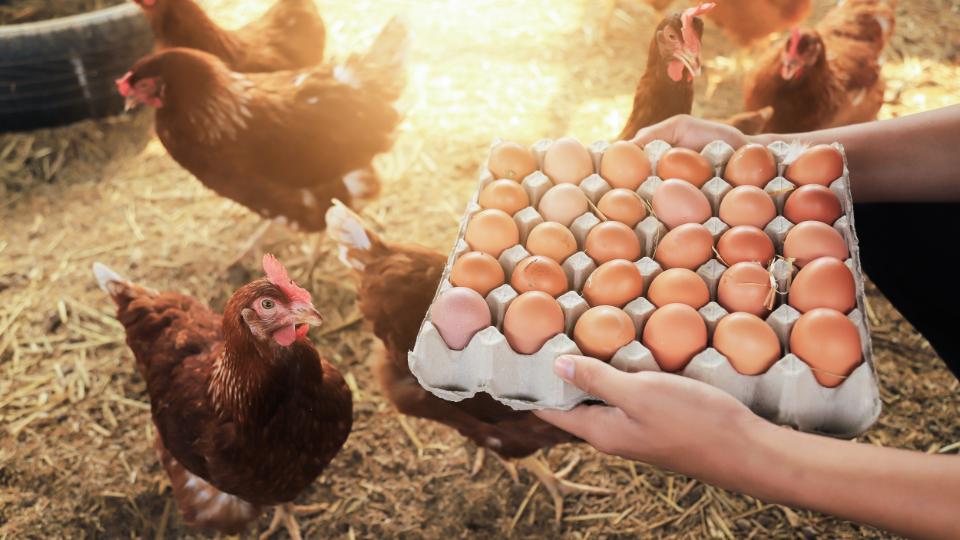 Why are more farmers producing their own feed?