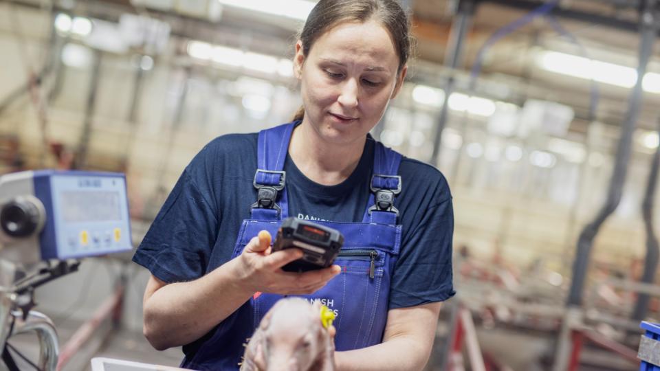 Breeding pigs: Piglet survival and uniform litters